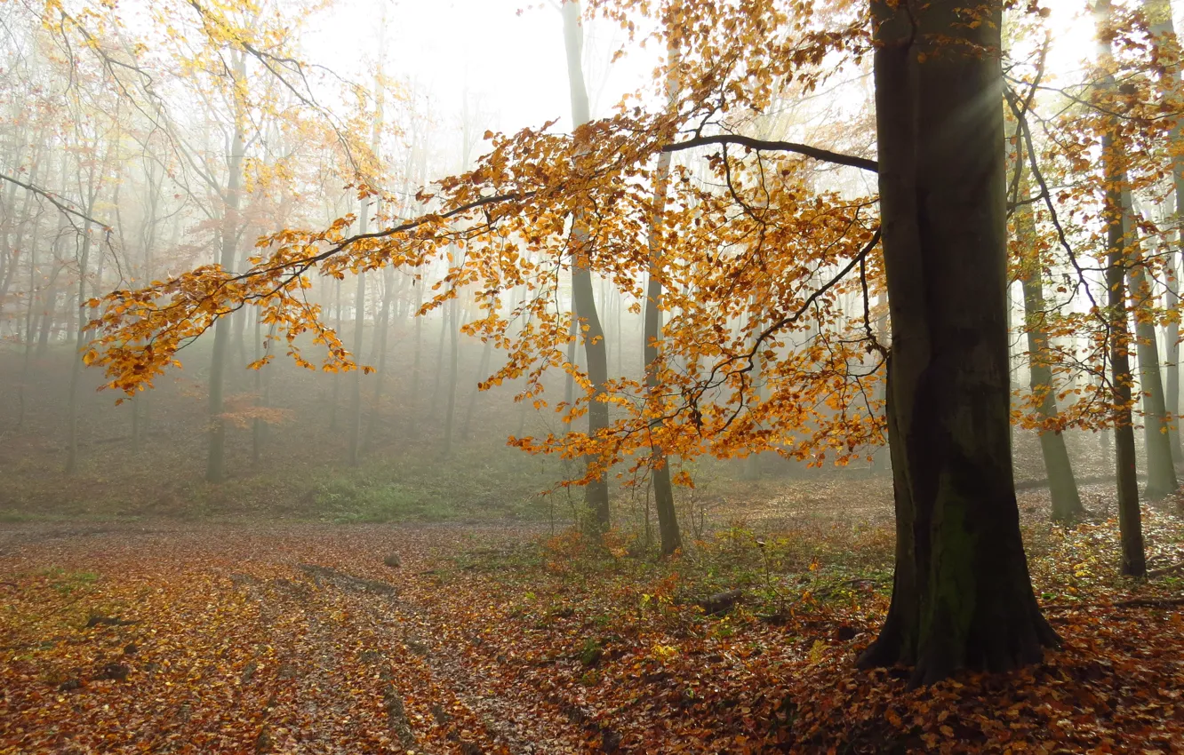 Фото обои осень, туман, листва, тропа, autumn, leaves, fog, path