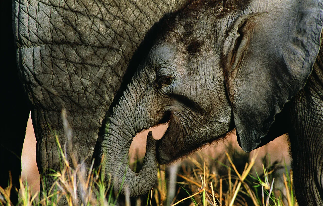 Фото обои слон, слоненок, elephant
