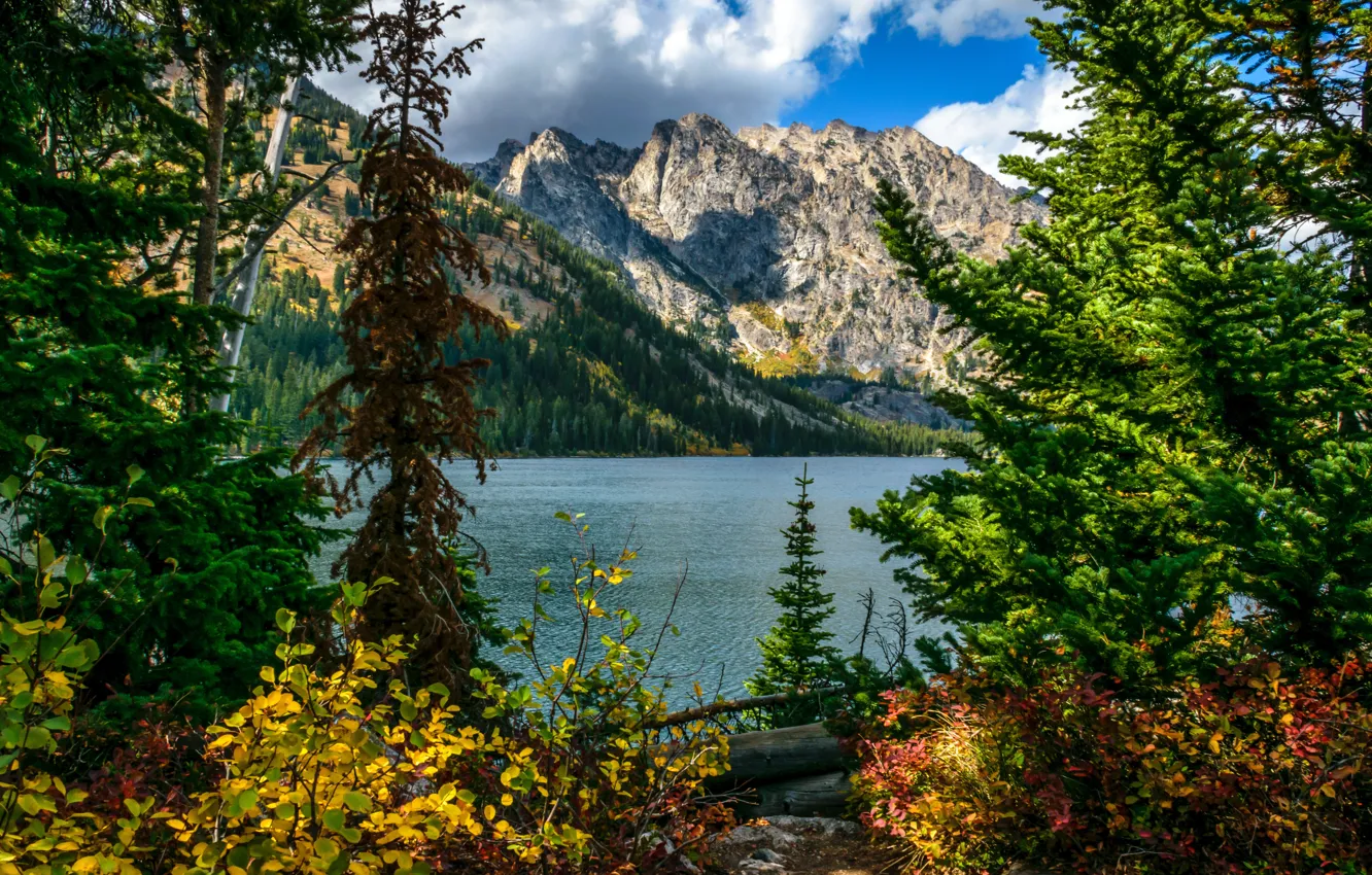 Фото обои деревья, пейзаж, горы, природа, озеро, Вайоминг, США, Гранд-Титон