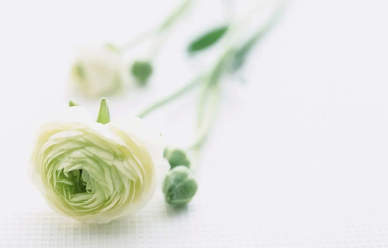 Фото обои цветок, бутон, зелёный, бледный, необычный