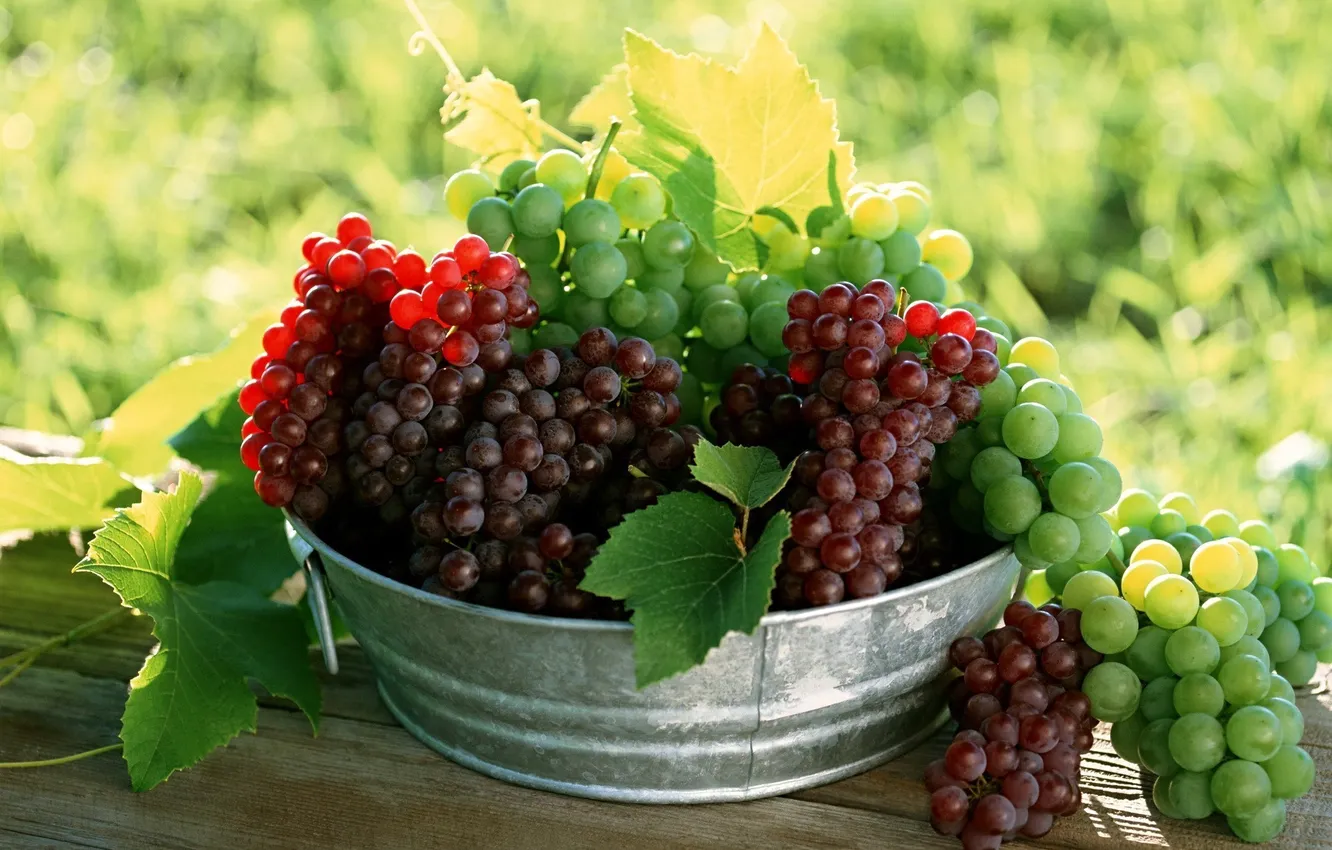 Фото обои лист, зеленый, ягода, виноград, грозди, тазик
