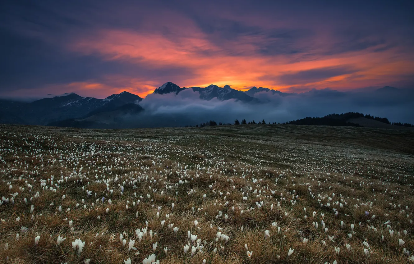 Фото обои поле, трава, цветы, горы, туман, blooming dawn