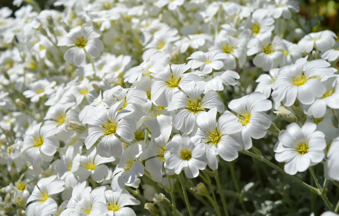 Фото обои цветы, весна, белые, много, почвопокровник, ясколка