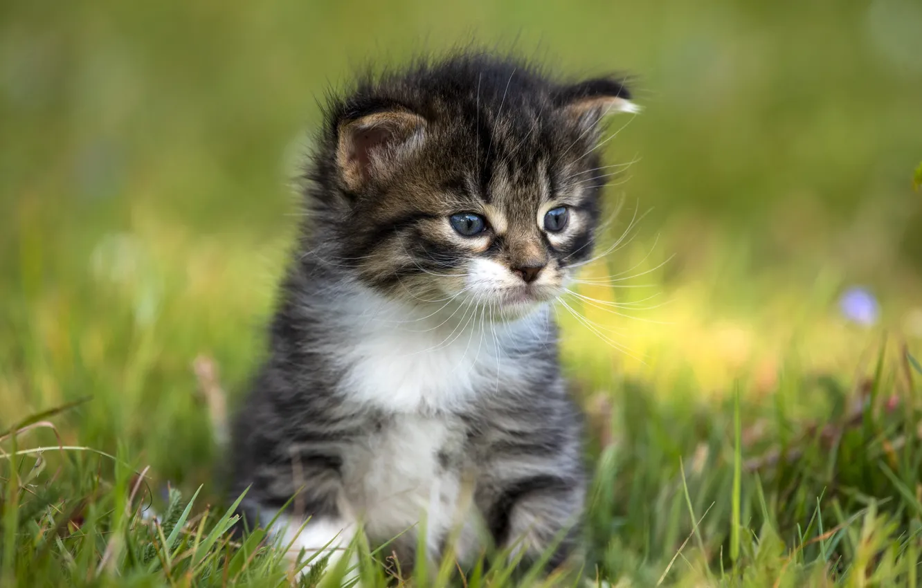 Фото обои трава, пушистый, котёнок, сидит