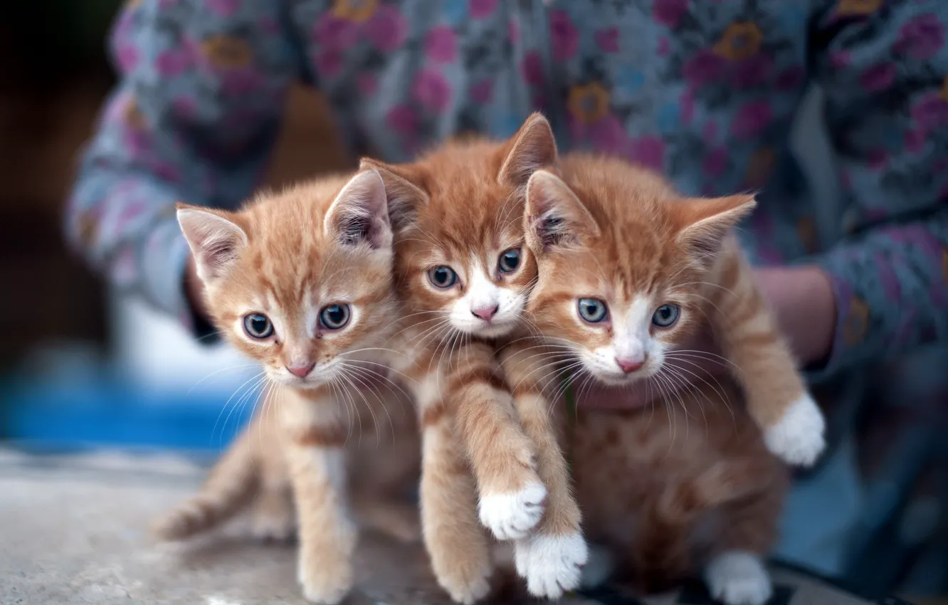 Фото обои кошки, котята, три, трое, рыжые