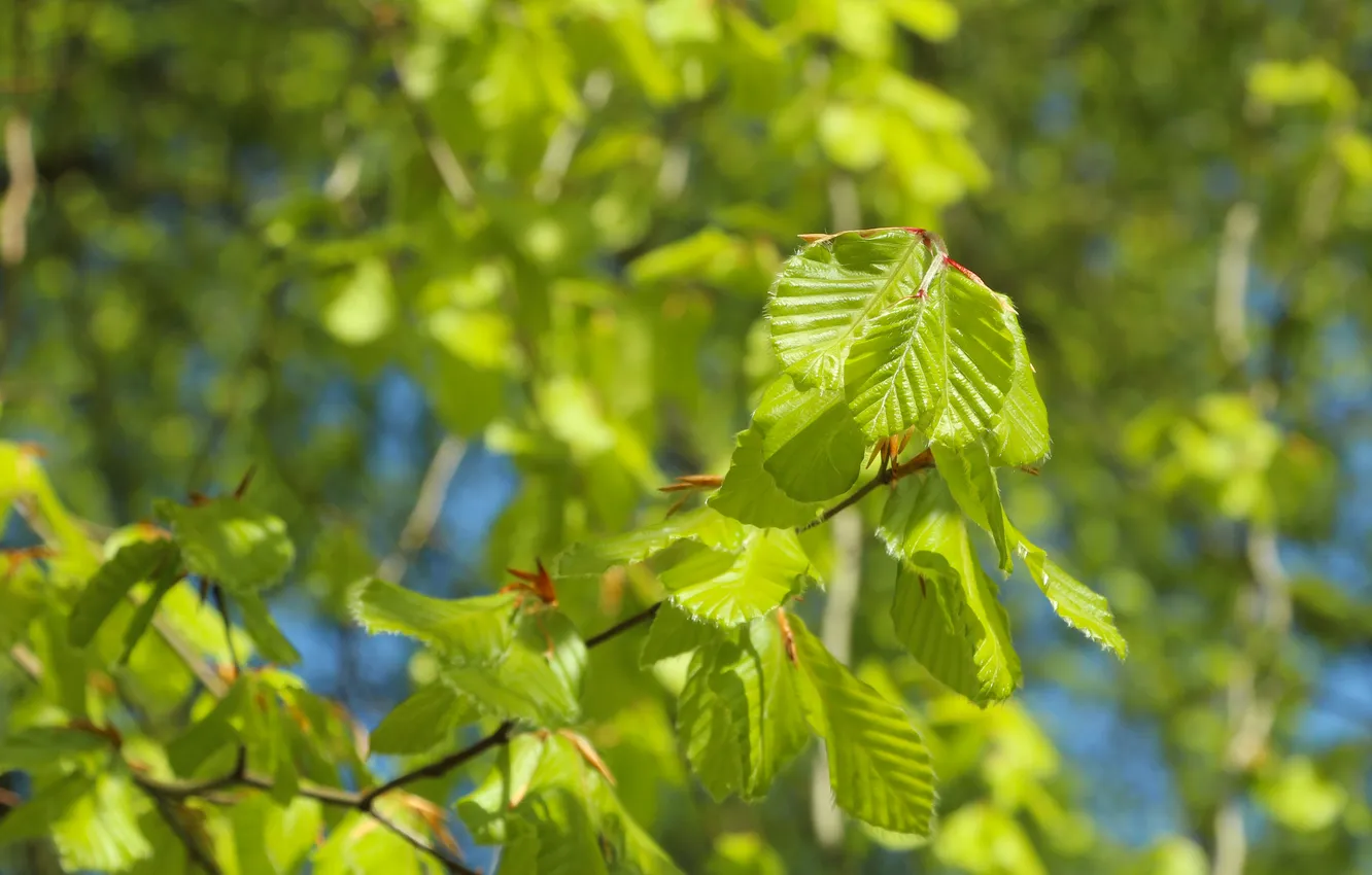 Фото обои green, leafs, spring, twig