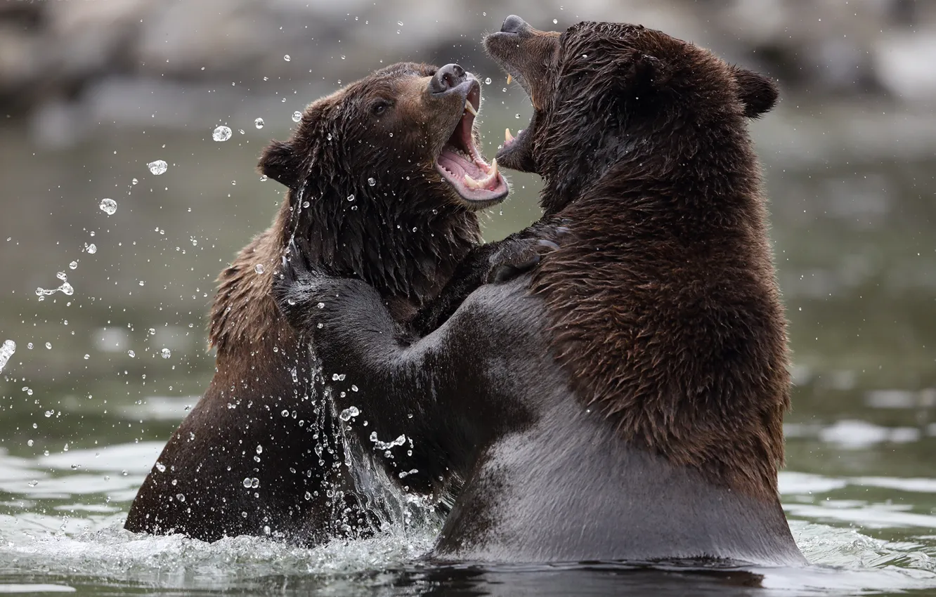 Фото обои медведи, water, look, bears