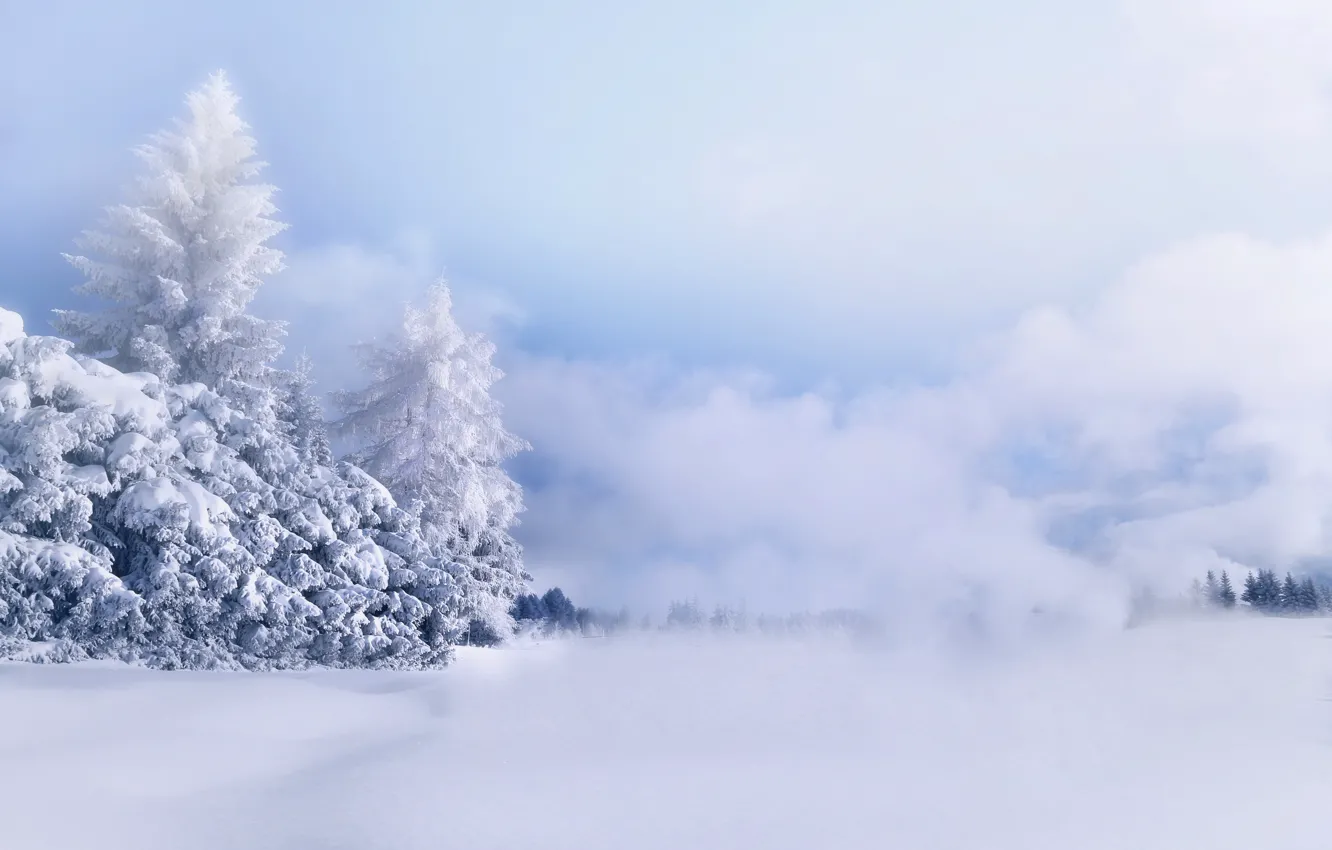 Фото обои снег, деревья, мороз