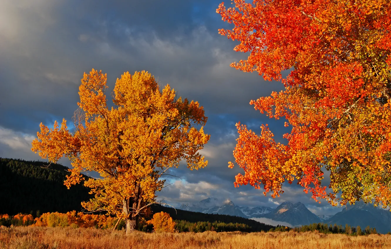 Фото обои осень, небо, листья, деревья, горы, тучи