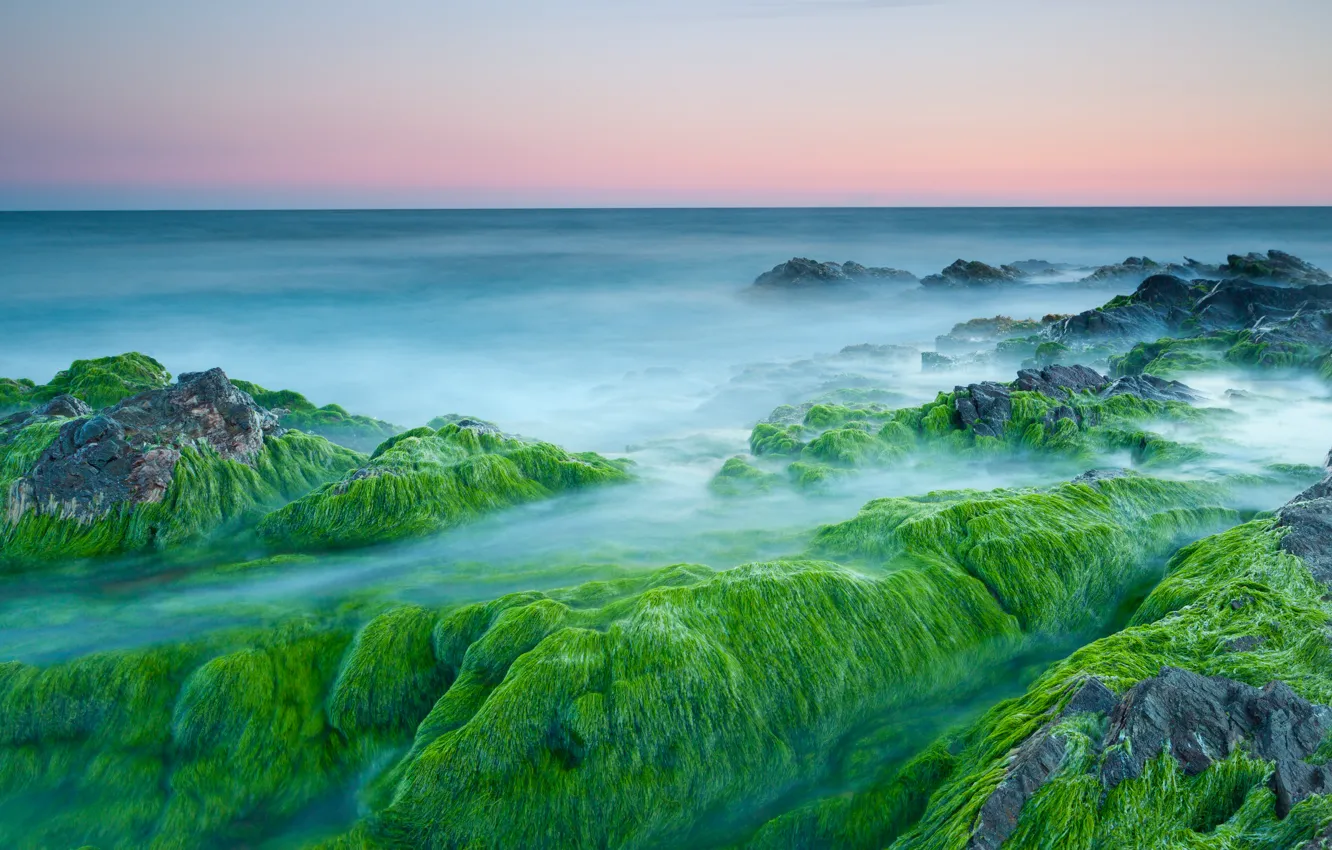 Фото обои водоросли, камни, океан, рассвет