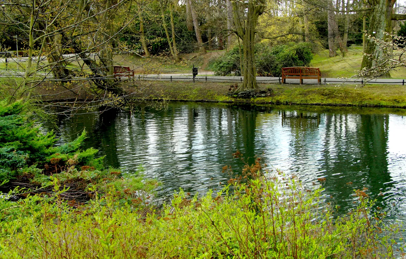 Фото обои water, park, lake, plants, pond