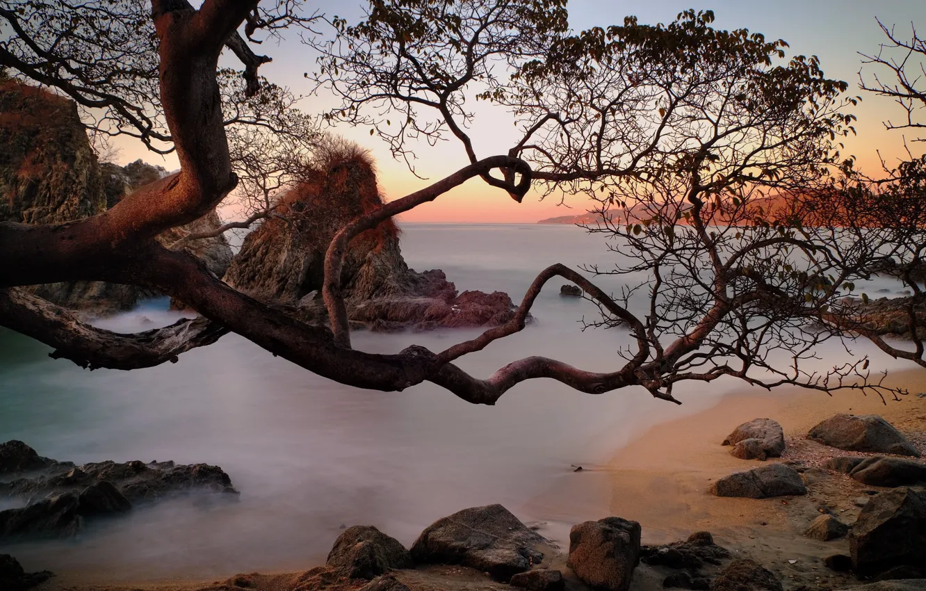 Фото обои природа, дерево, побережье