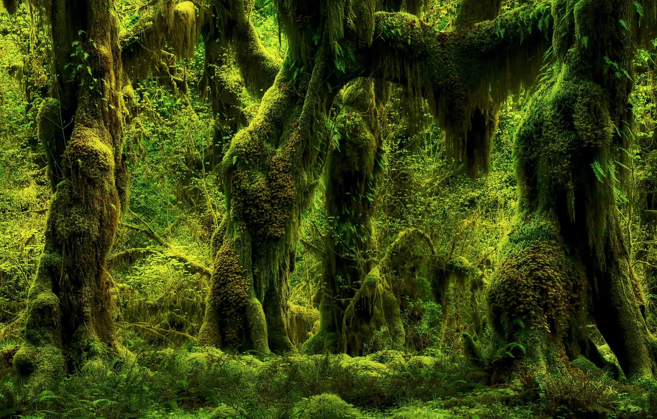 Фото обои зелень, лес, деревья, природа, мох, растения, папоротники