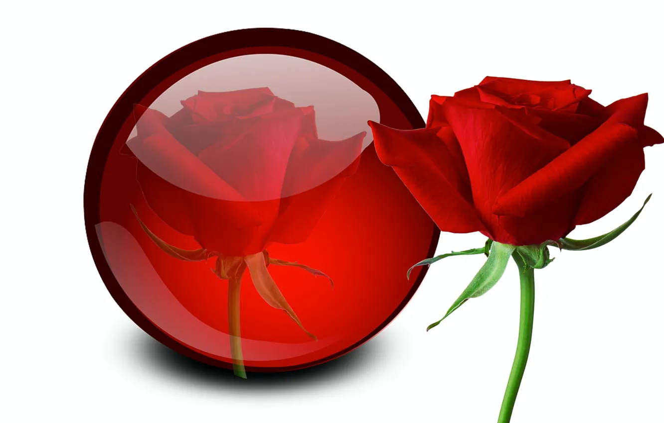 Фото обои отражение, роза, шар, белый фон