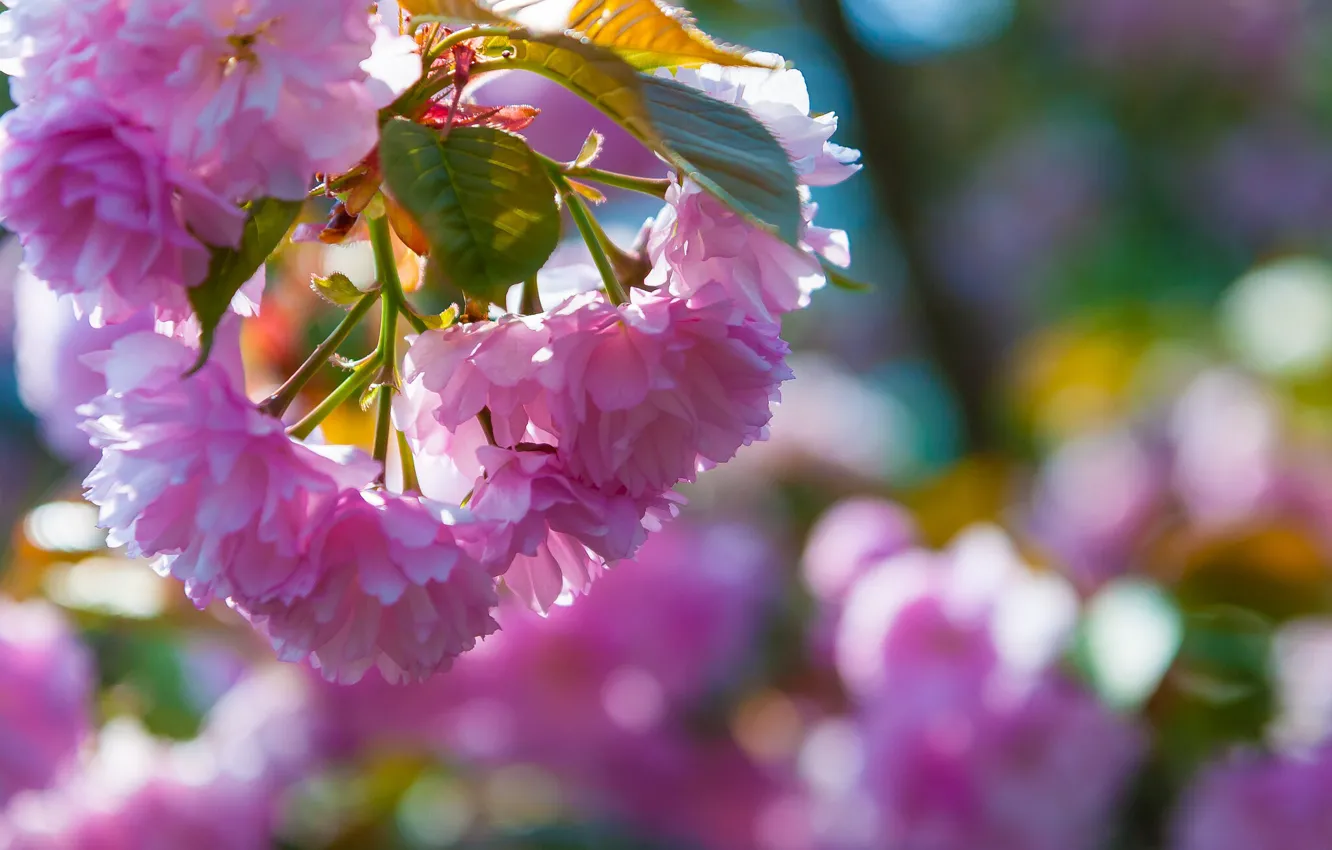 Фото обои цветы, весна, сакура, цветение