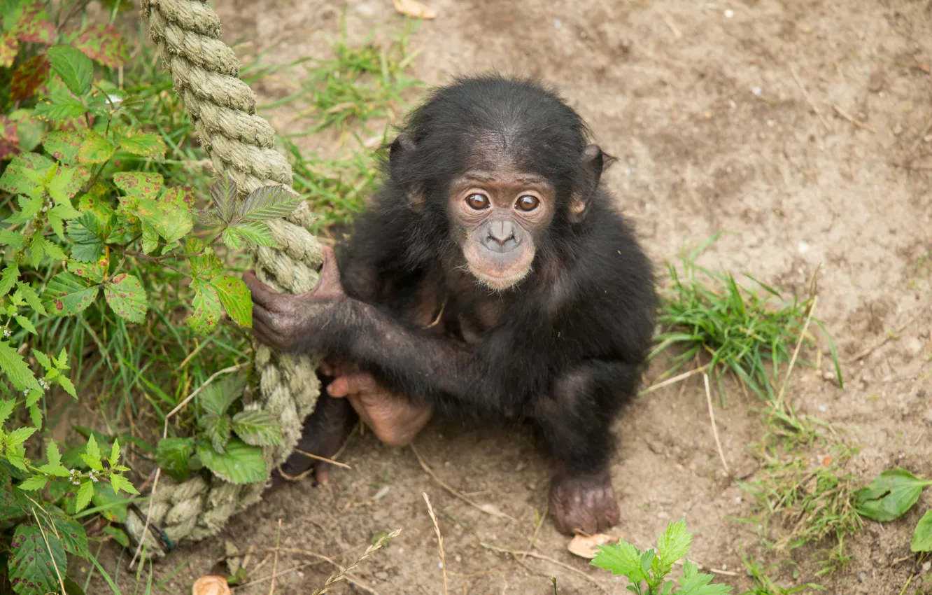 Фото обои взгляд, куст, обезьяна, канат, детёныш, шимпанзе, примат
