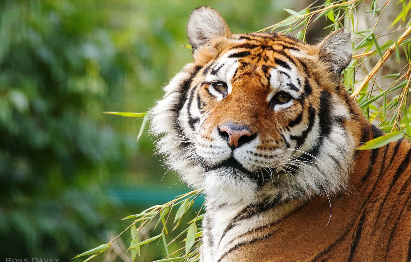 Фото обои взгляд, тигр, красавец