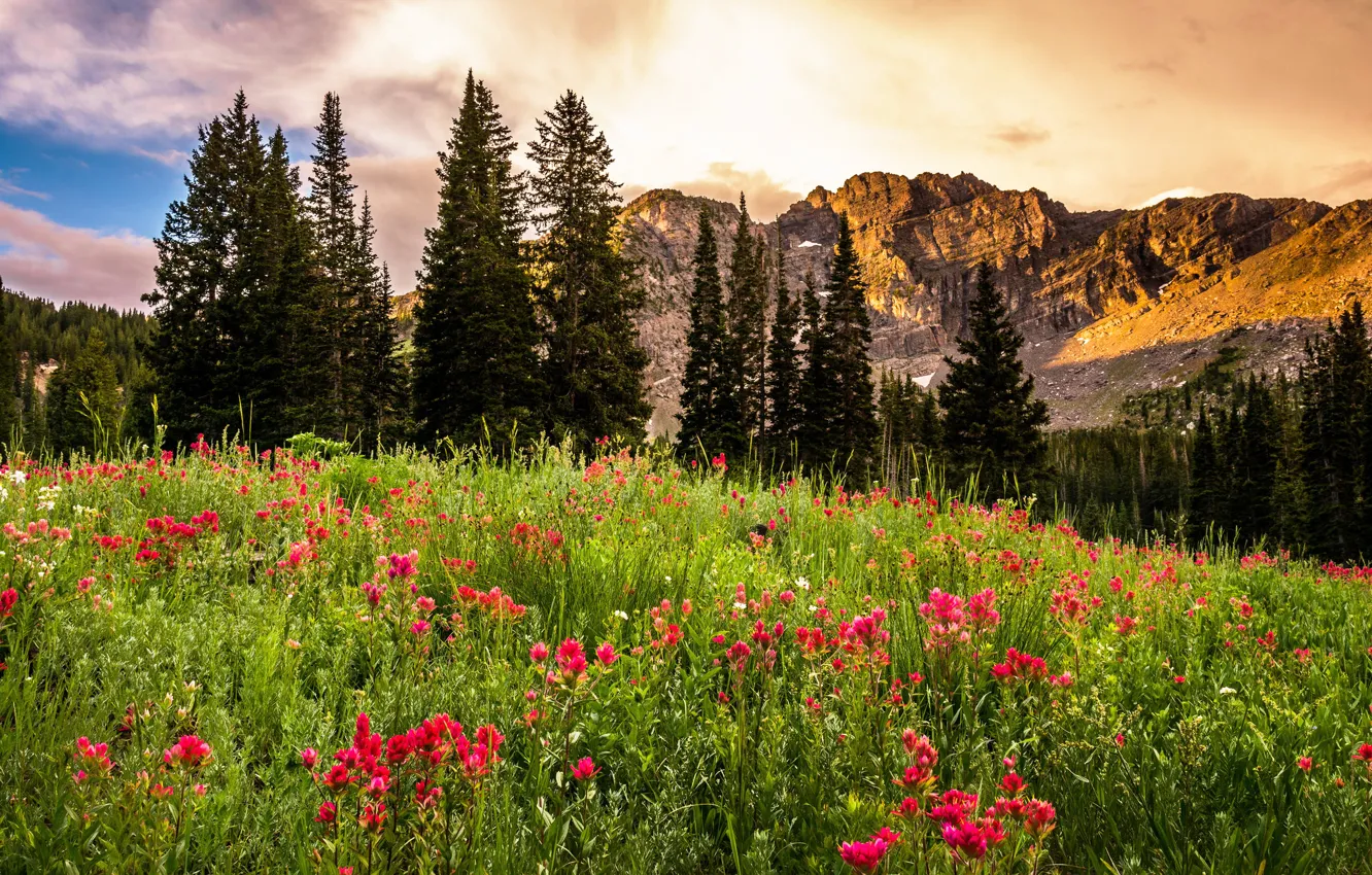 Фото обои деревья, пейзаж, цветы, восход, скалы, поляна, USA, штат Юта