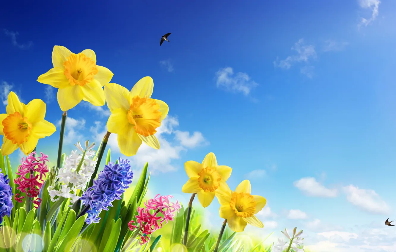 Фото обои небо, трава, солнце, цветы, весна, sky, flowers, нарциссы