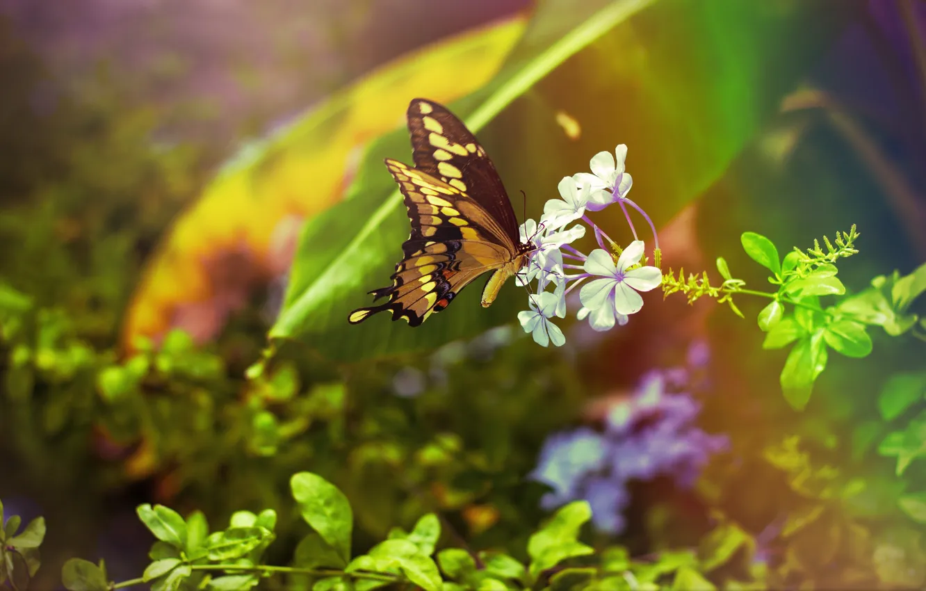 Фото обои цветок, листья, бабочка