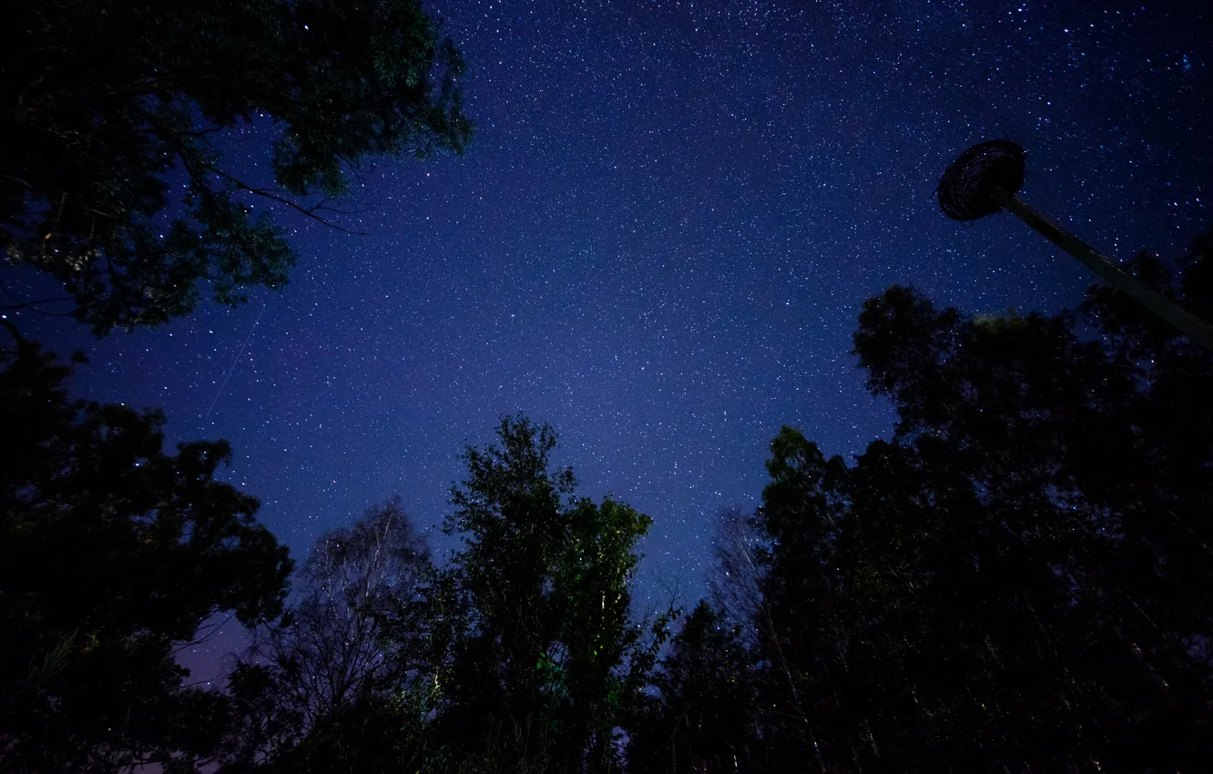 Фото обои космос, звезды, деревья, ночь