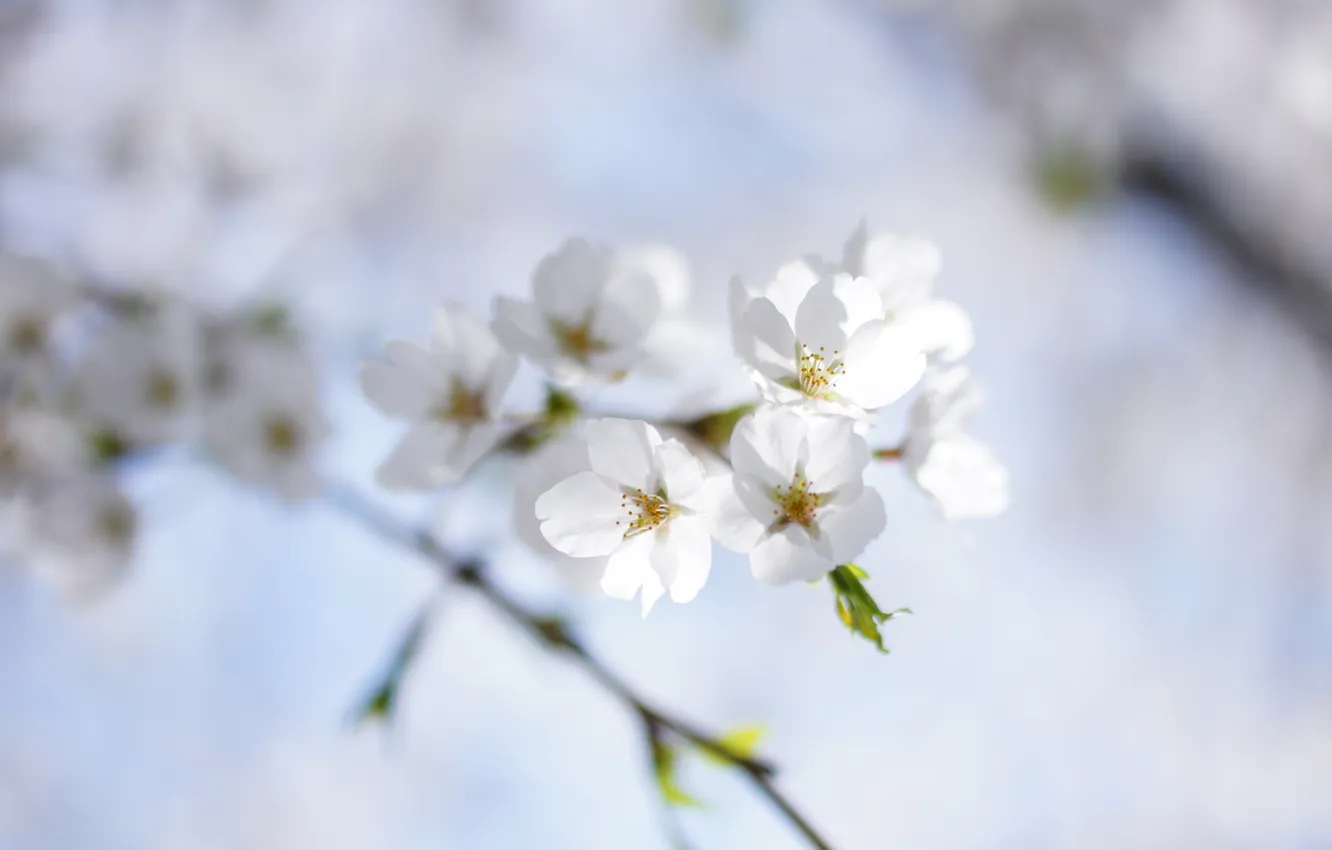 Фото обои небо, природа, вишня, веточка, весна, белая, цветение
