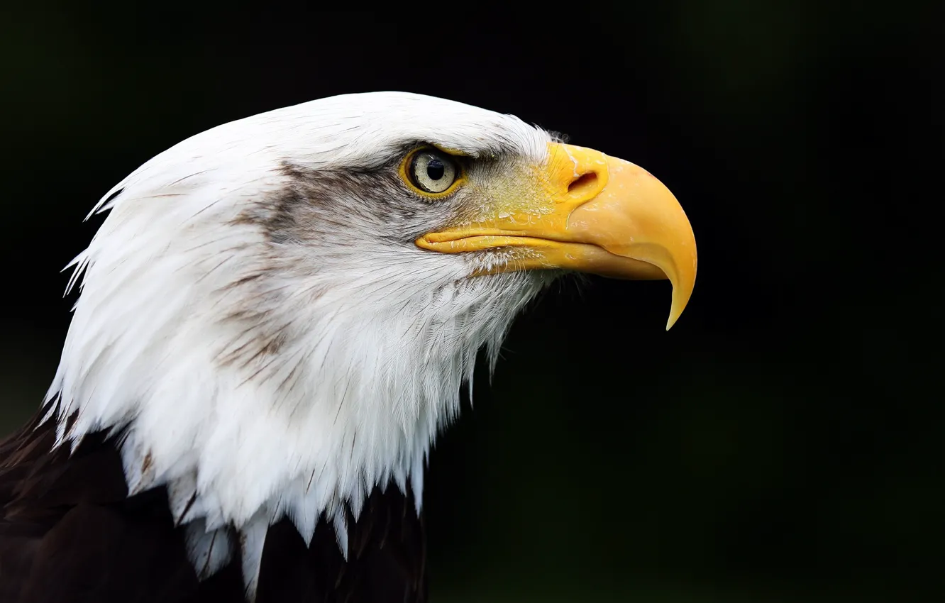 Фото обои Eagle, feathers, beak
