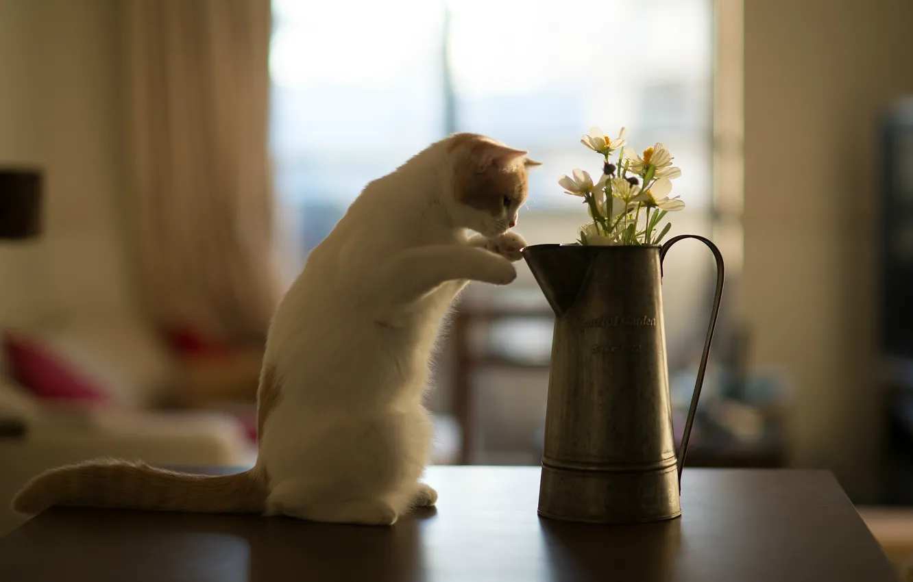 Фото обои кот, цветы, стол, котёнок, Hannah, © Benjamin Torode