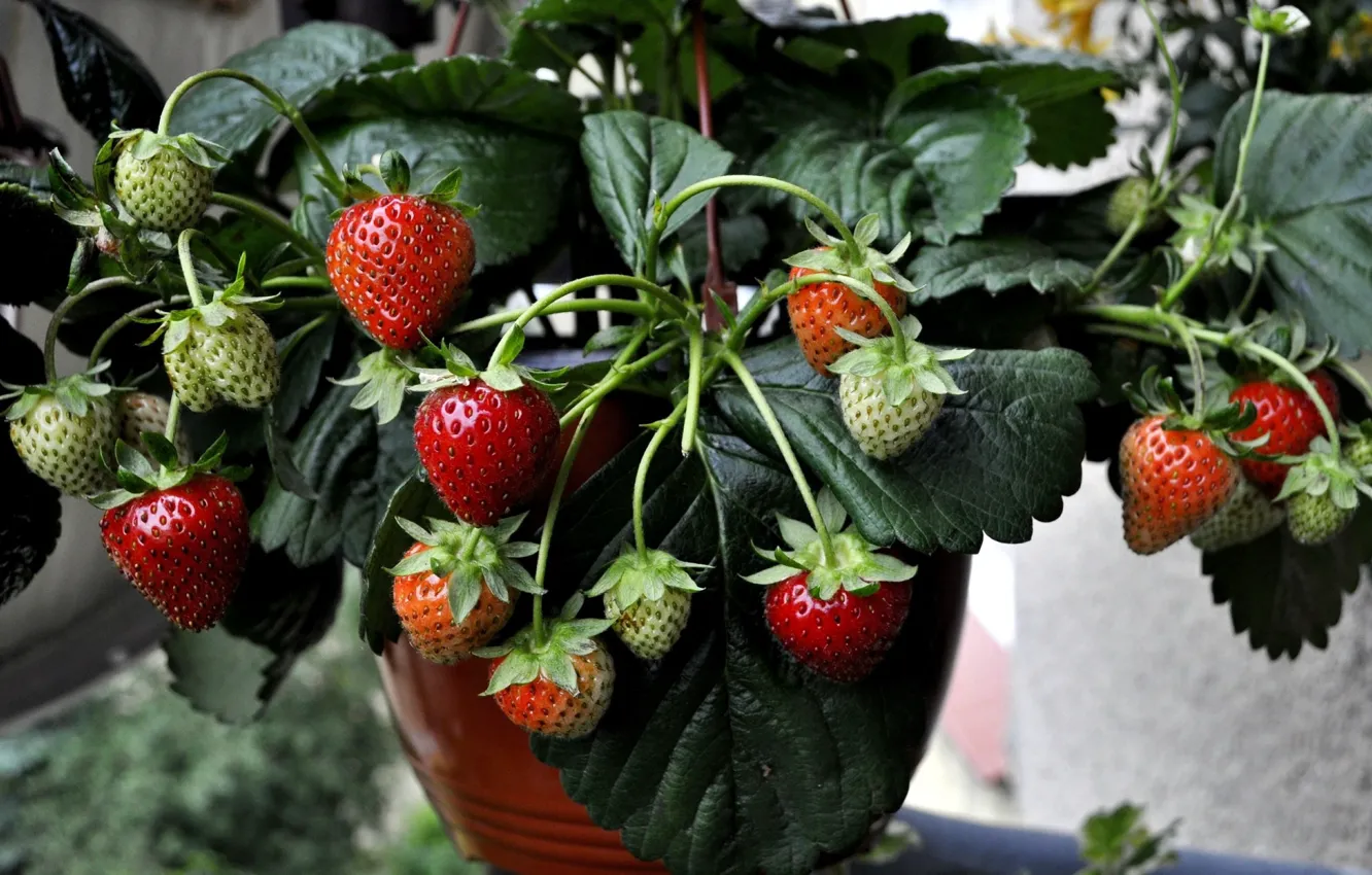 Фото обои ягоды, клубника, кустики