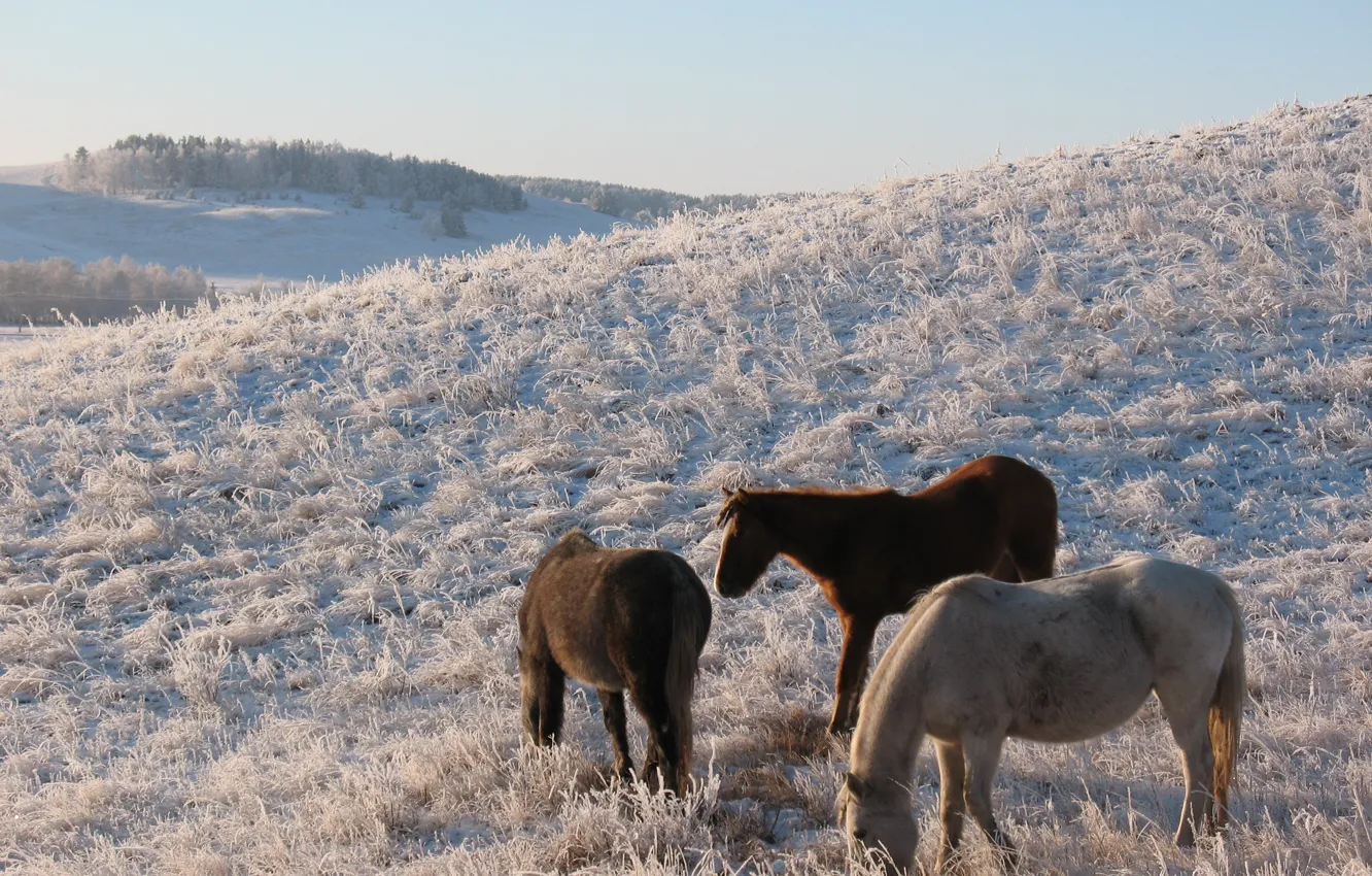 Фото обои зима, снег, степь, конь, лошадь, пастбище, мороз, сопка