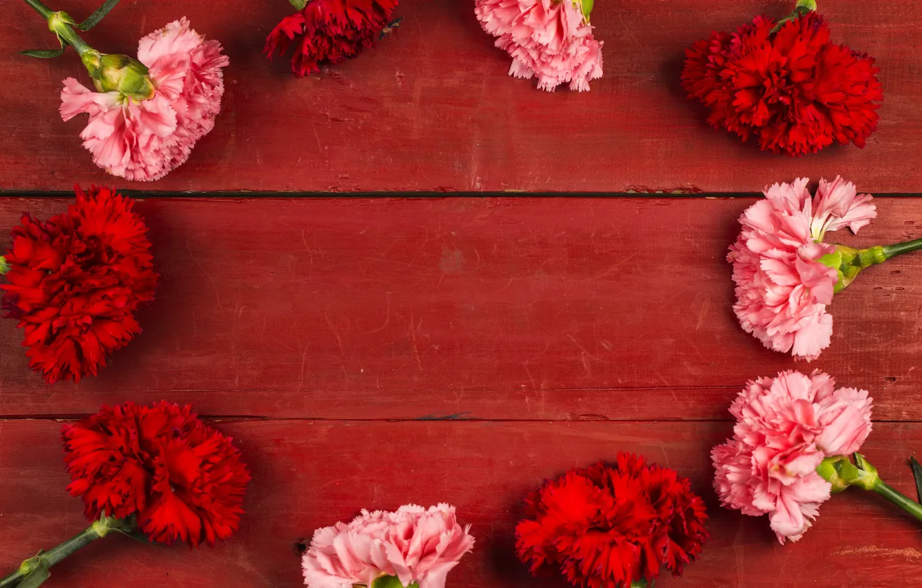 Фото обои цветы, красные, red, розовые, wood, pink, flowers, гвоздики