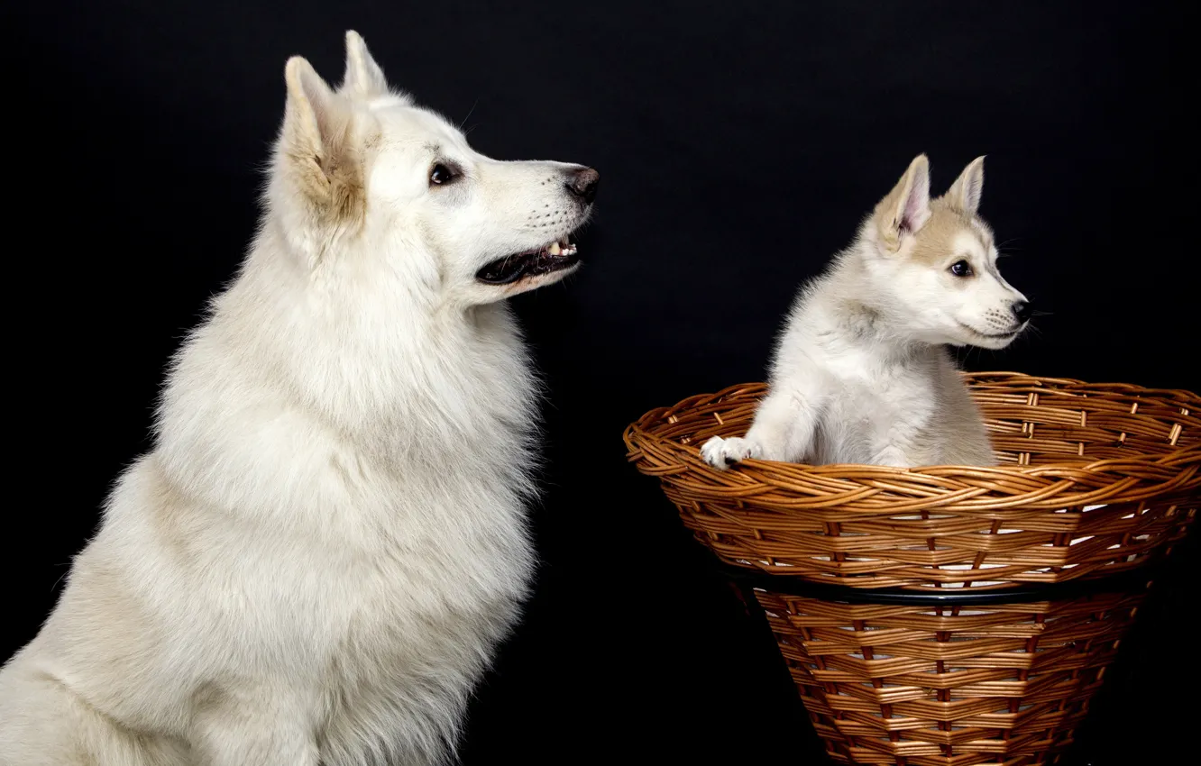 Фото обои собаки, белый, взгляд, поза, корзина, две, собака, малыш