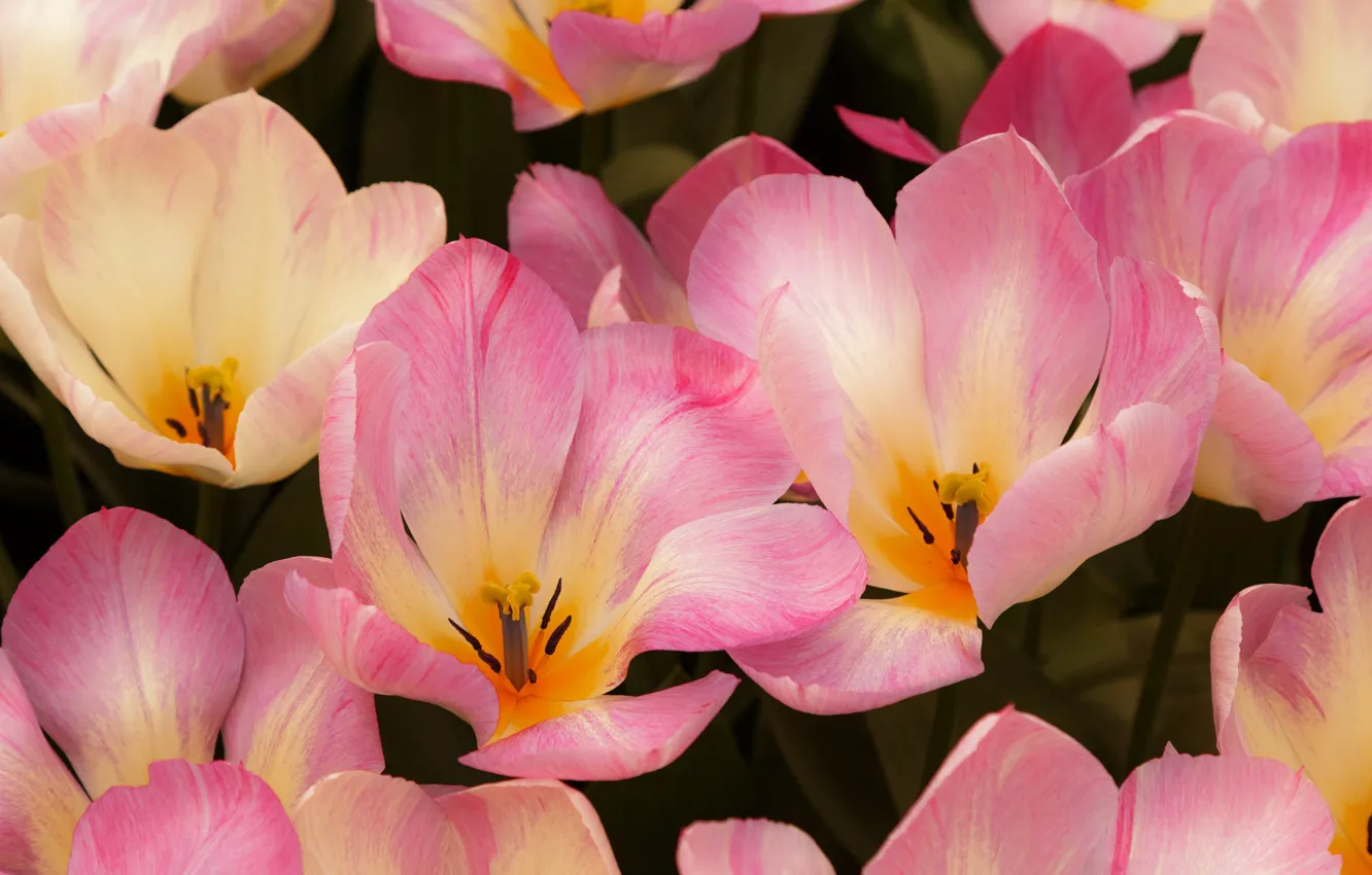 Фото обои макро, цветы, весна, лепестки, тюльпаны, розовые, клумба, много