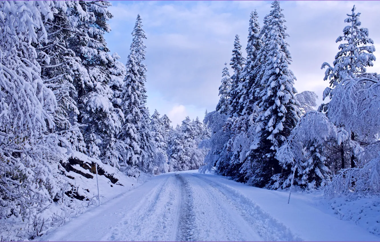 Фото обои зима, дорога, деревья, пейзаж