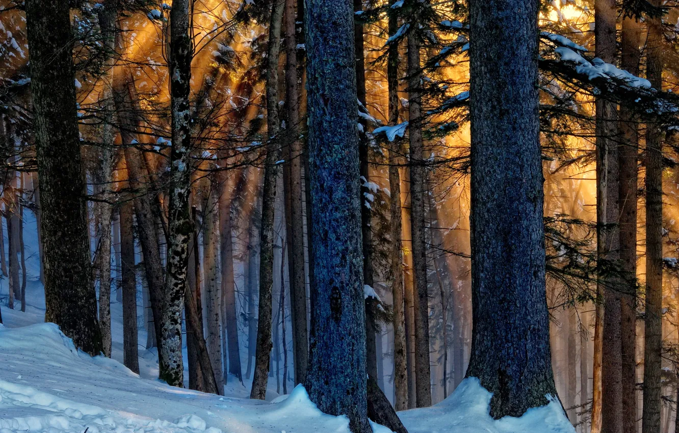 Фото обои зима, лес, свет, деревья, природа