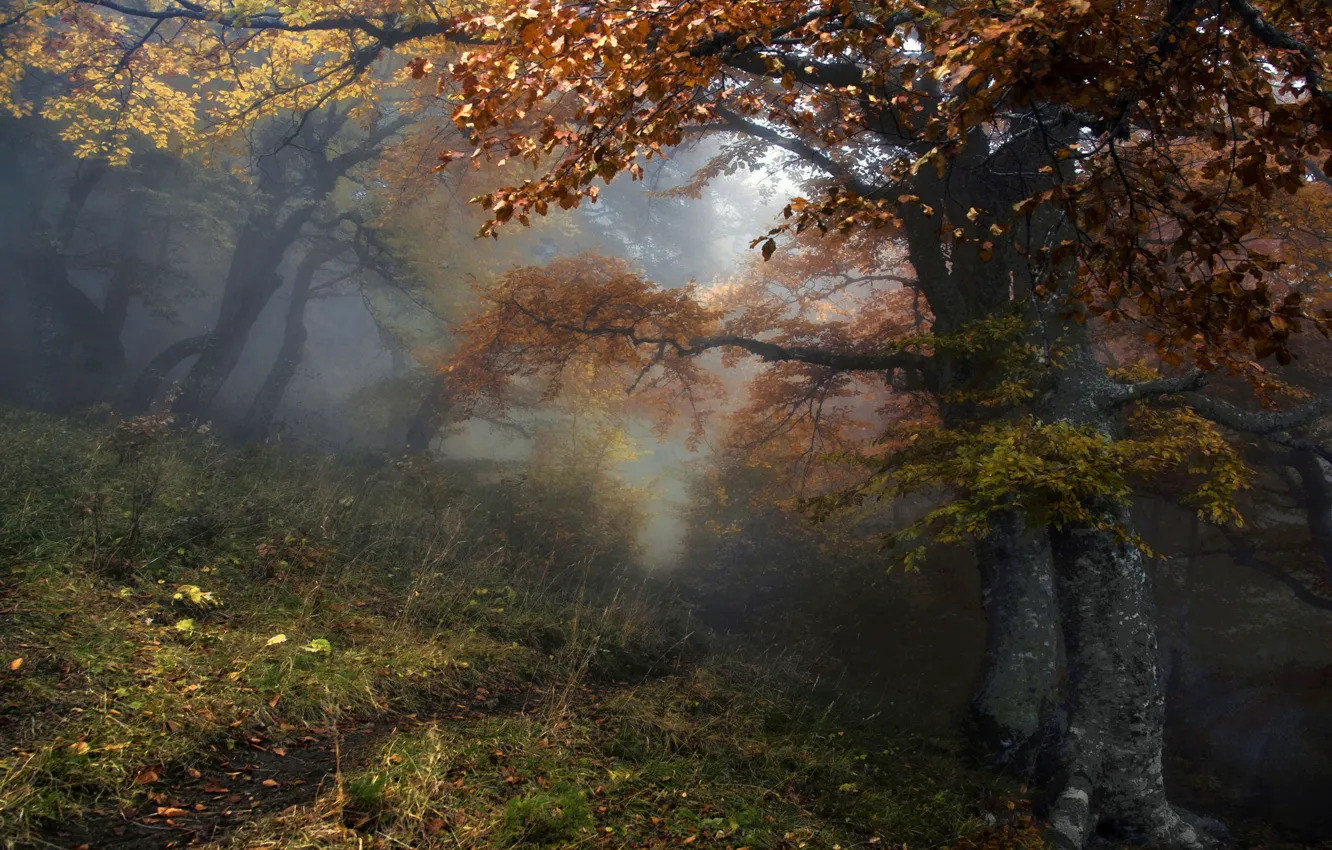 Фото обои осень, лес, деревья, природа, туман, тропинка, Алексей Милокост