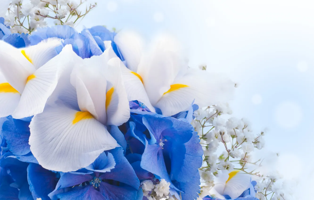 Фото обои цветы, white, цветение, blue, blossom, flowers