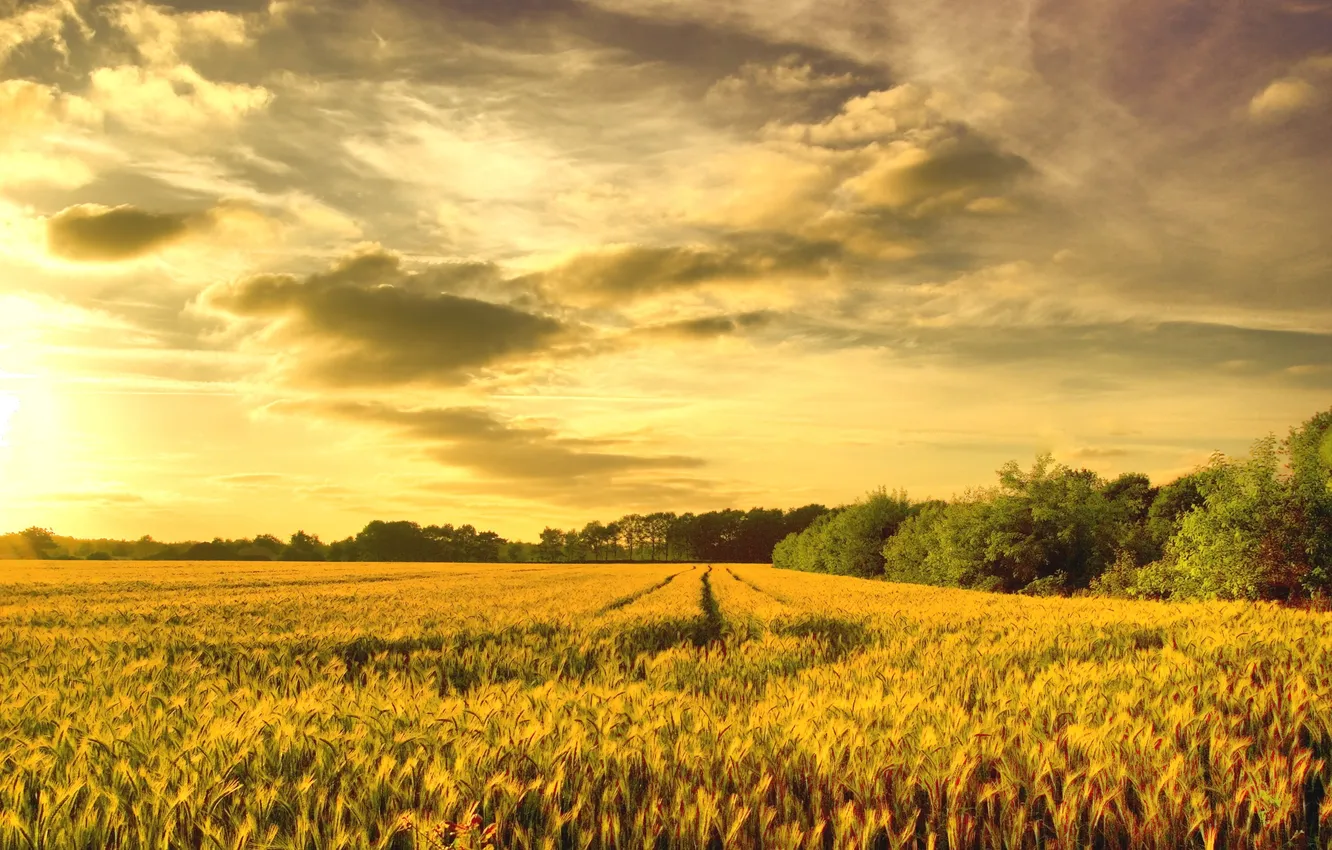 Фото обои пшеница, поле, золото
