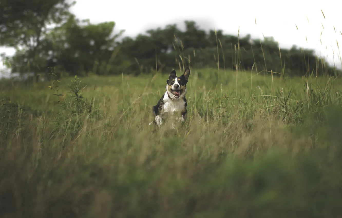 Фото обои язык, лето, трава, собака, бежит, пёс