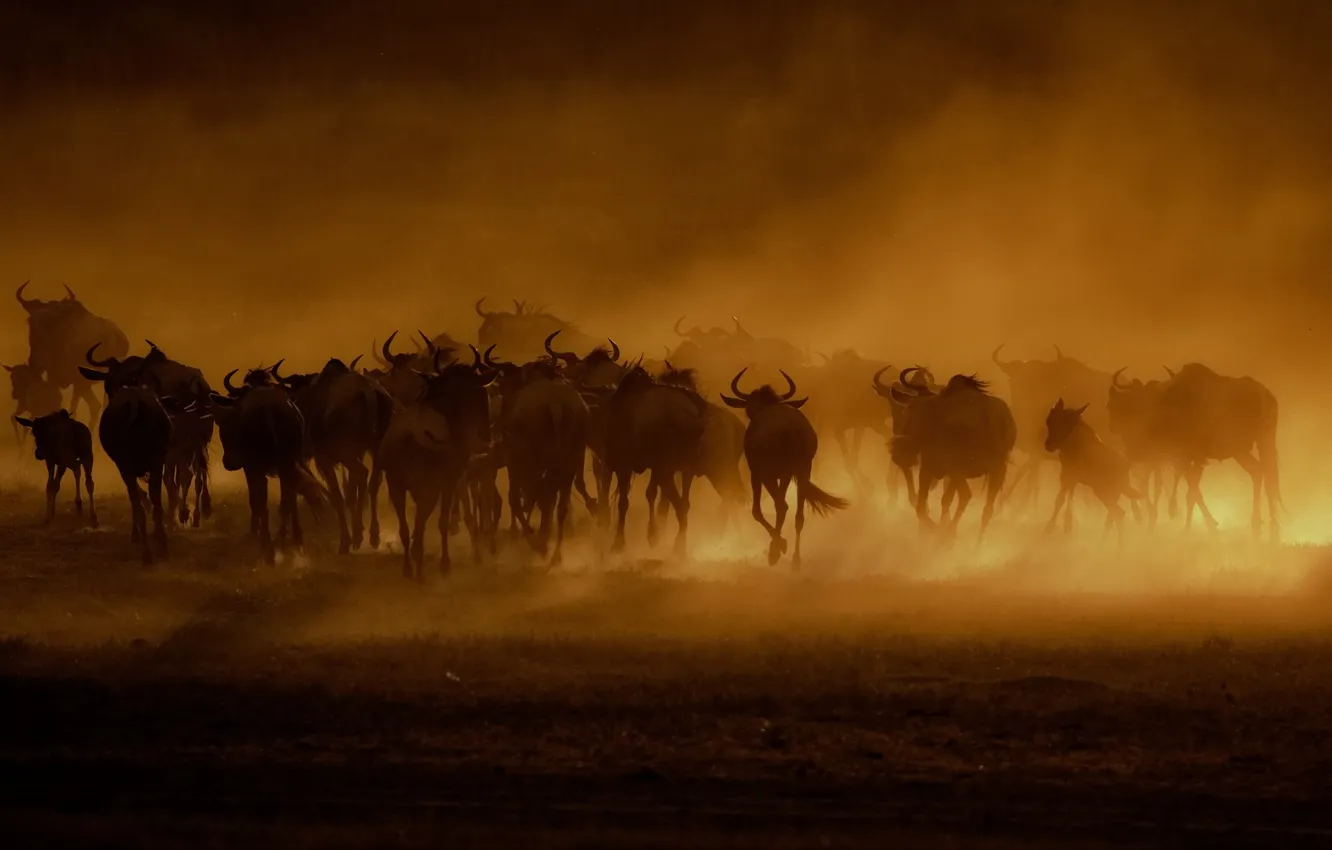 Фото обои earth, dust, herd, buffalo