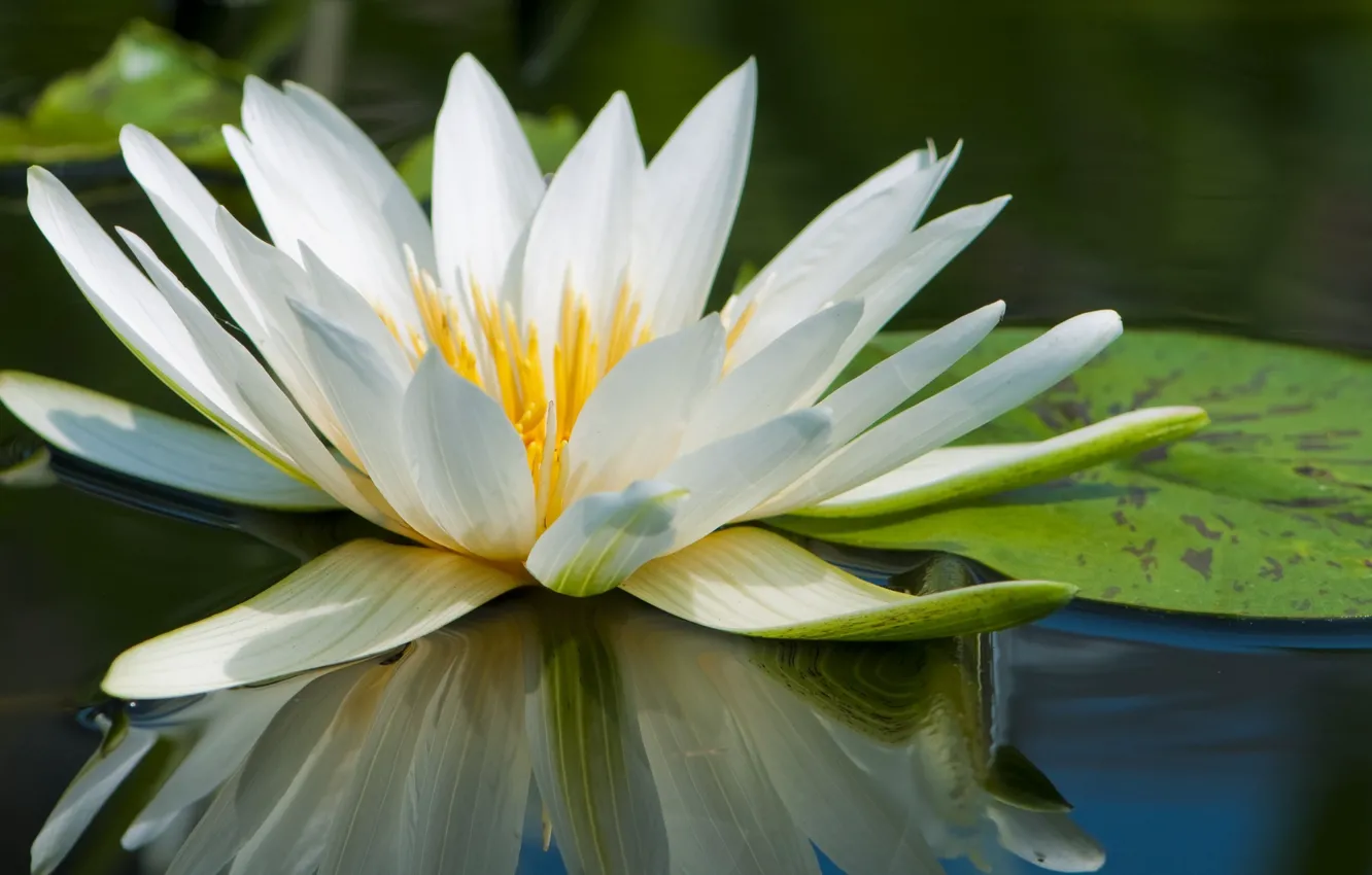 Фото обои вода, отражение, кувшинка