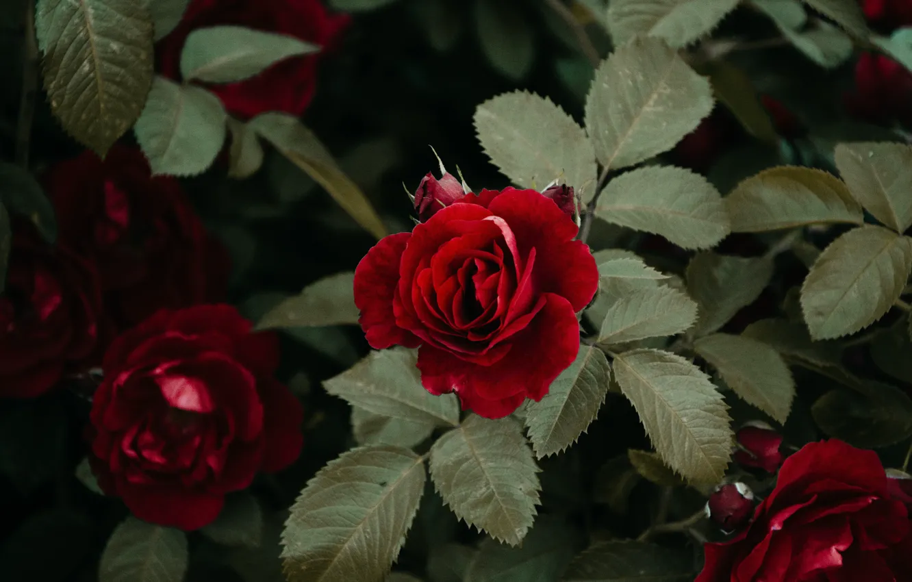 Фото обои листья, красный, розы, сад
