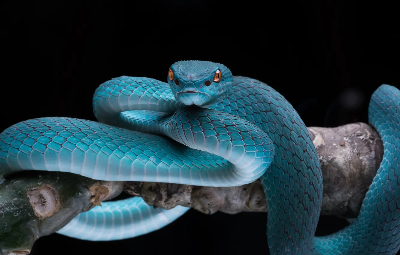 Фото обои wild, tropical, snakes, blue snake, poisonous snake, dessert snake