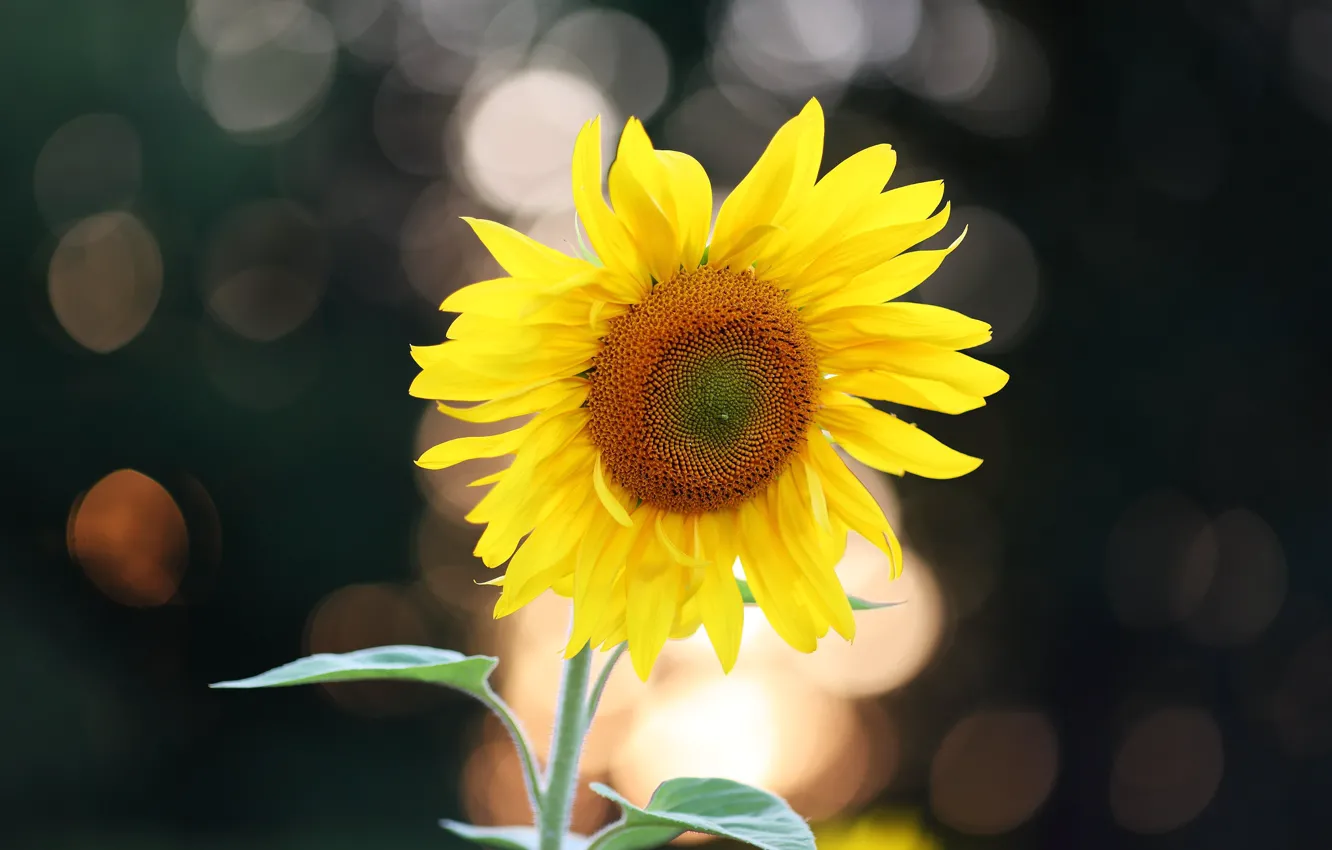 Фото обои цветок, желтый, темный фон, подсолнух, подсолнечник, боке