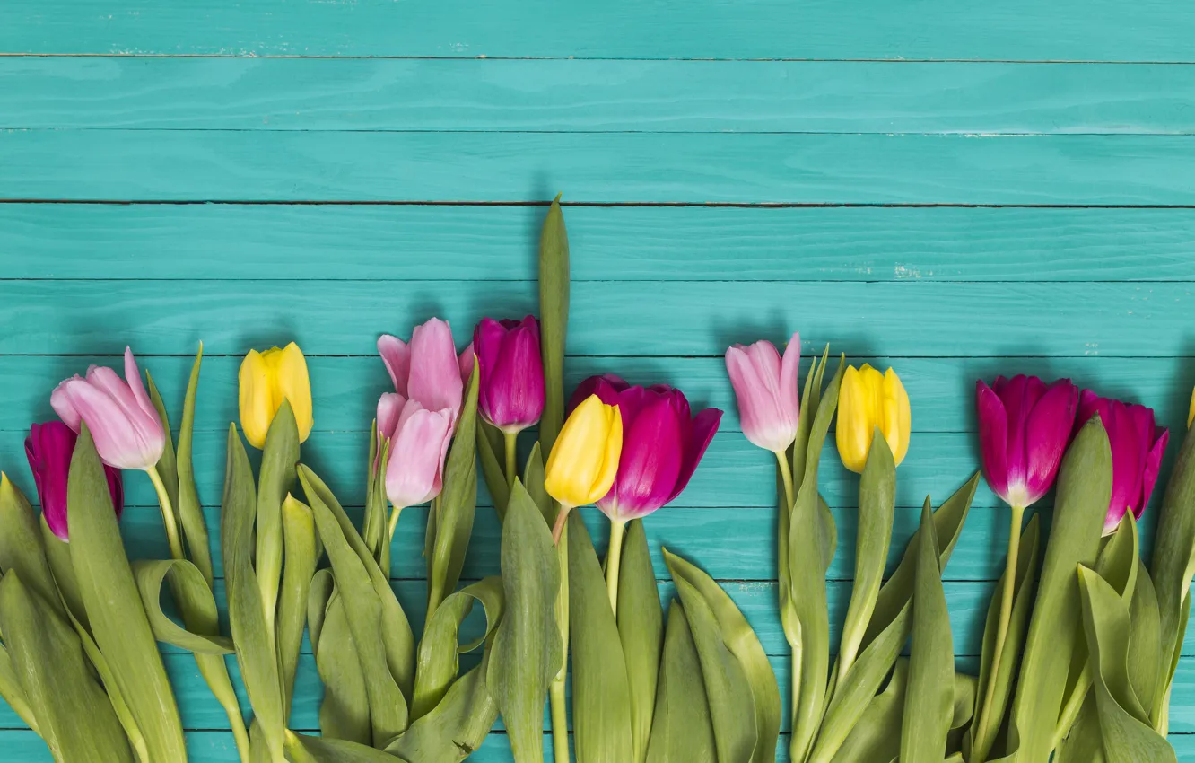 Фото обои зеленый, фон, colorful, тюльпаны, Ana Lukenda