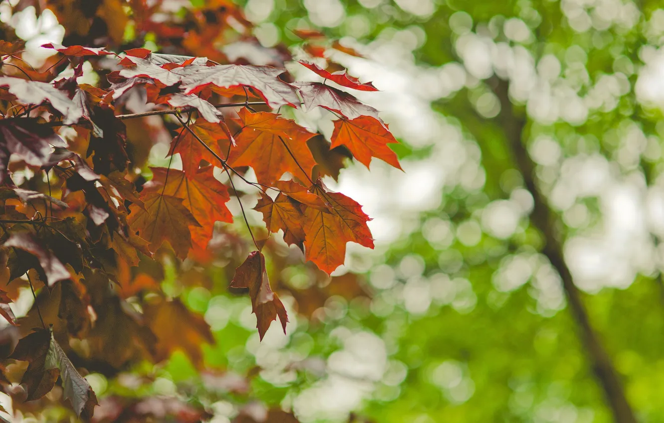 Фото обои осень, листья, клен