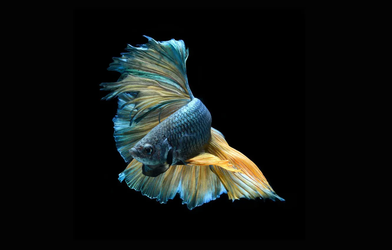Фото обои dark, beautiful, striking, colorful fish
