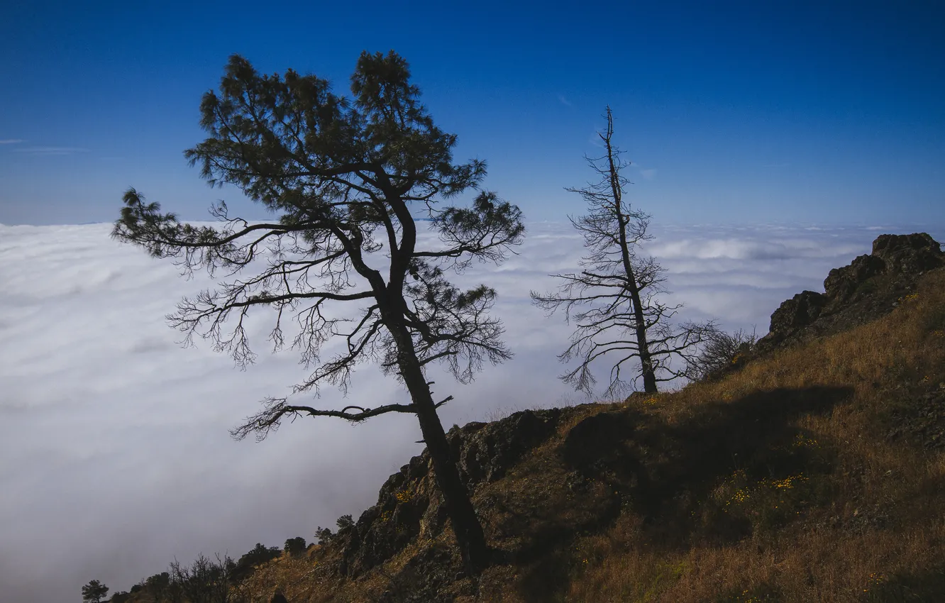 Фото обои облака, деревья, природа, вершина
