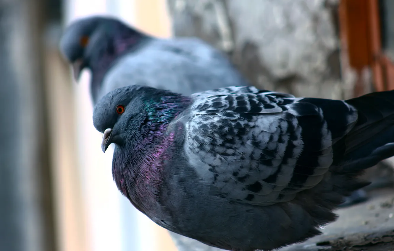 Фото обои осень, город, голуби