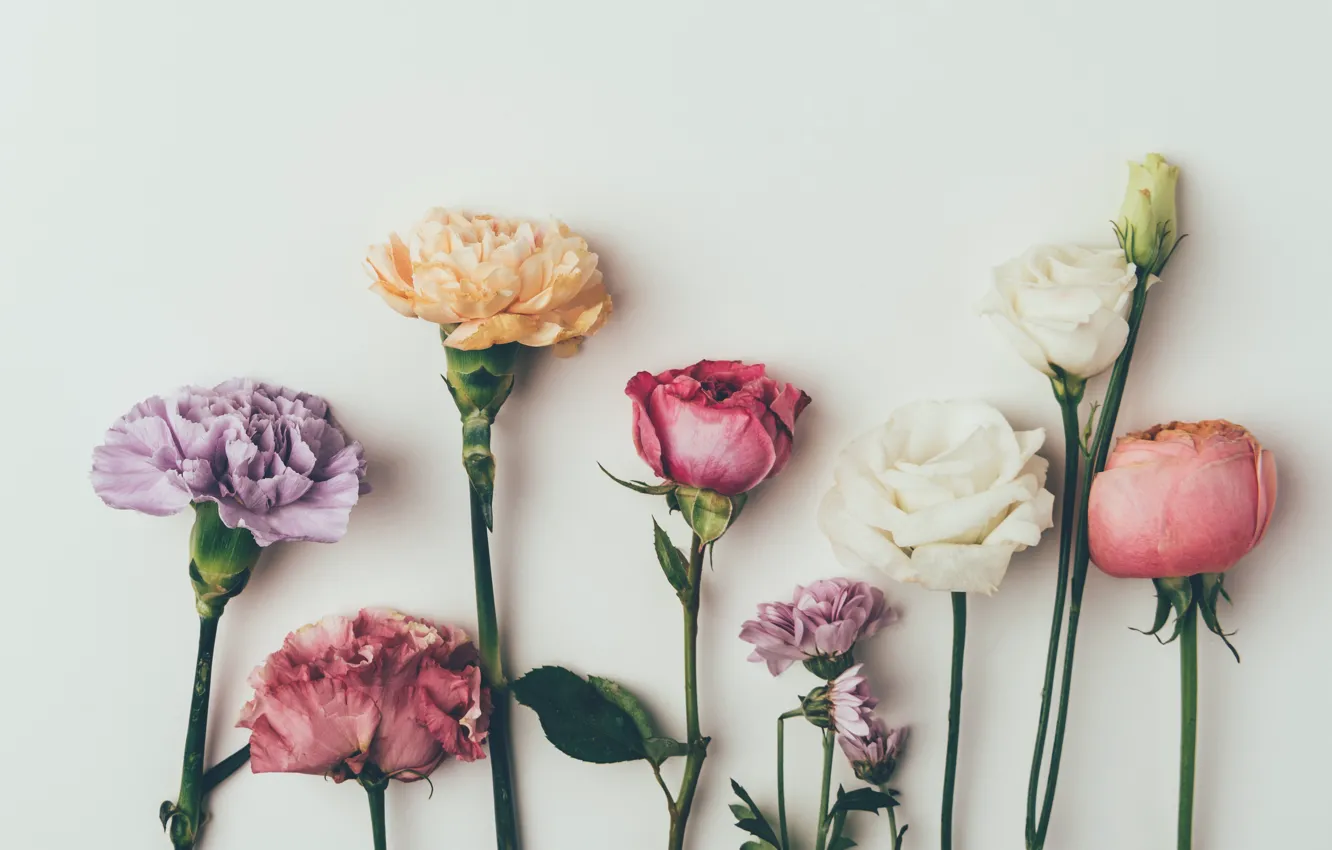 Фото обои цветы, фон, розы, colorful, vintage, pink, flowers, background